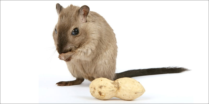2 fascinating facts about cannabis and food mouse 5 Amazing Reasons Weed Makes Food Insanely Good