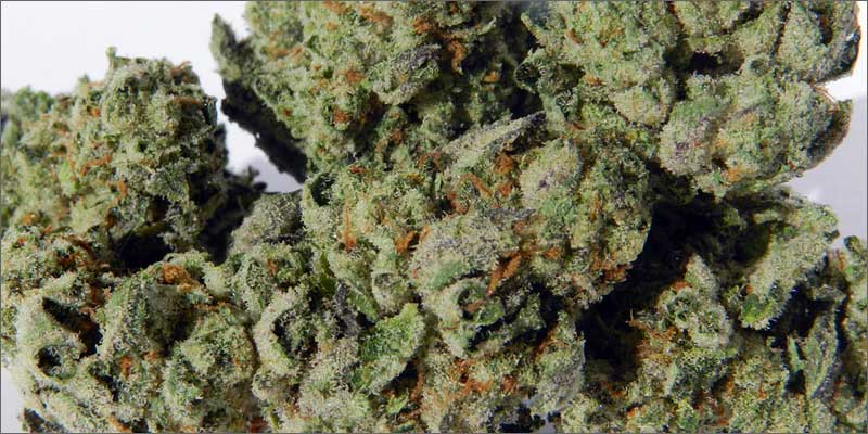 3 best medical marijuana strains girlscoutcookies 10 Best Medical Cannabis Strains You Should Be Using