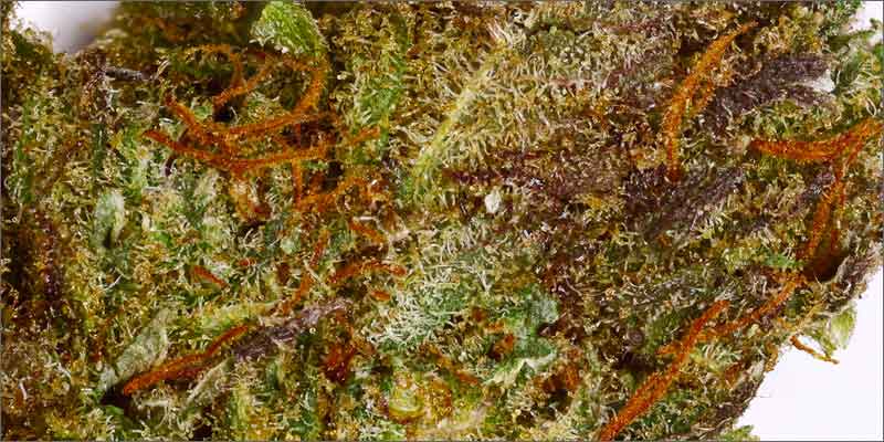 5 best medical marijuana strains acdc 10 Best Medical Cannabis Strains You Should Be Using