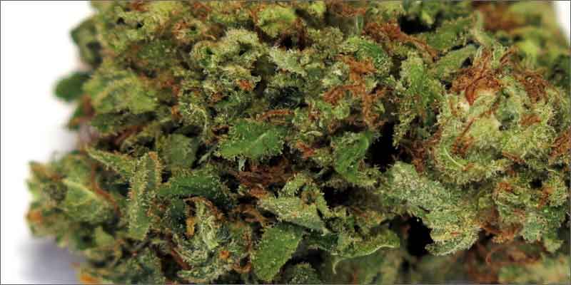 7 best medical marijuana strains strawberry cough 10 Best Medical Cannabis Strains You Should Be Using