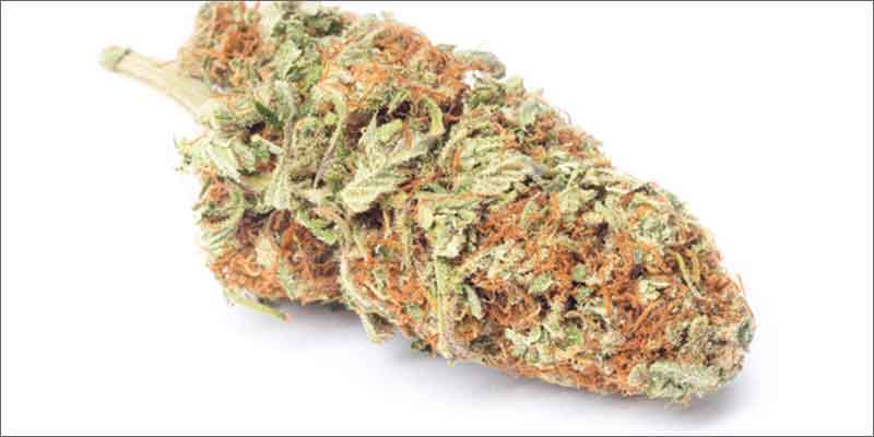 8 best medical marijuana strains harlequin 10 Best Medical Cannabis Strains You Should Be Using