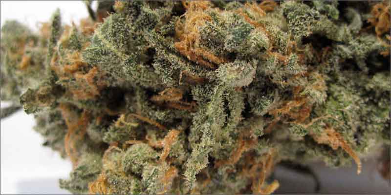 9 best medical marijuana strains blue dream 10 Best Medical Cannabis Strains You Should Be Using