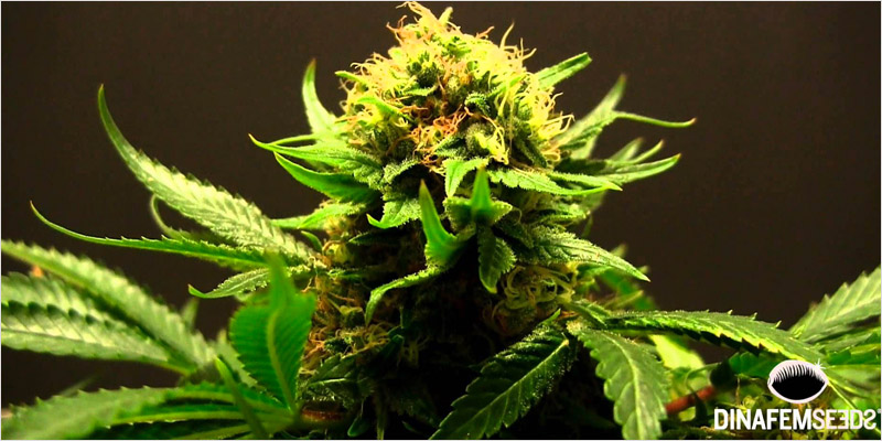 All In The Mind 6 2 All In The Mind #6: All About Cannabis & Schizophrenia