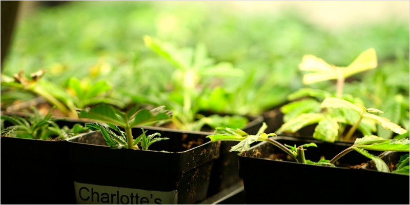 All In The Mind 6 7 All In The Mind #6: All About Cannabis & Schizophrenia