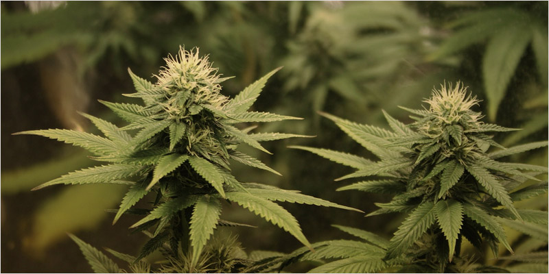 THC article update 4 THC: Everything You Need To Know About Delta9 Tetrahydrocannabinol