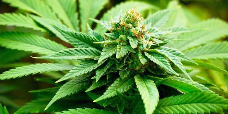 cannabis and parkinsons bud plant Does Cannabis Help Parkinsons Disease?