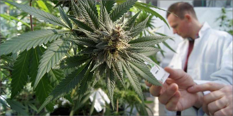 cannabis and parkinsons plant Does Cannabis Help Parkinsons Disease?