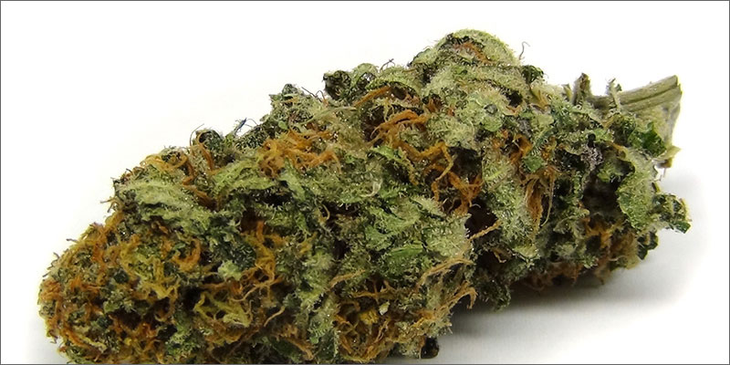 4 best strains cannabis pain relief harlequin Ultimate Guide To Strains You Need To Use For Pain Relief
