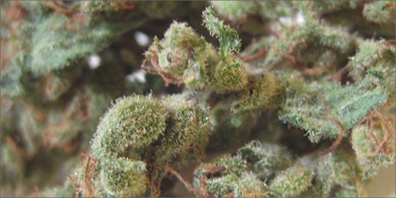 5 best strains cannabis pain relief closeup Ultimate Guide To Strains You Need To Use For Pain Relief