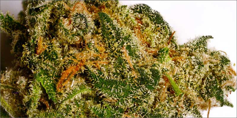 7 best strains cannabis pain relief afghan kush Ultimate Guide To Strains You Need To Use For Pain Relief