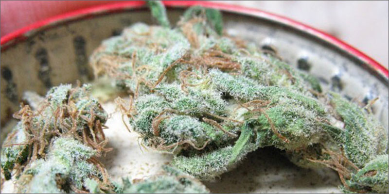 8 best strains cannabis pain relief white widow Ultimate Guide To Strains You Need To Use For Pain Relief