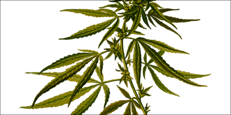 History Of Marijuana And Sex 3 Cannabis And Sex: How Much Do You Really Know?