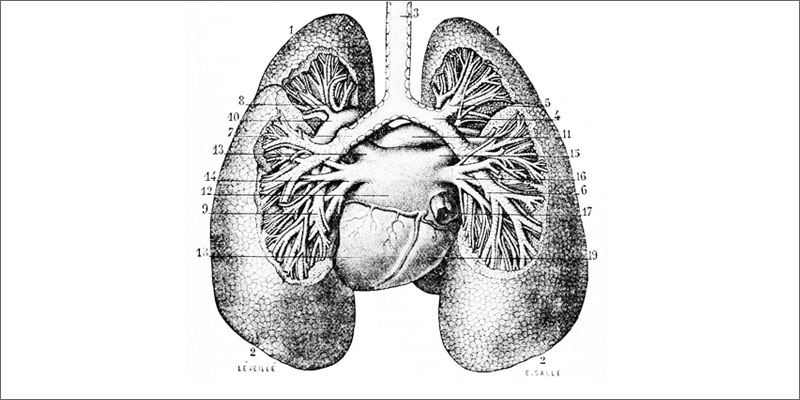 asthma patients apply cannabis study lung diagram If You Have Asthma You Need To Apply For This Cannabis Study