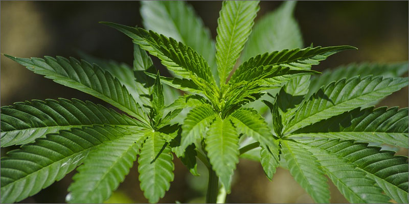 asthma patients apply cannabis study plant If You Have Asthma You Need To Apply For This Cannabis Study