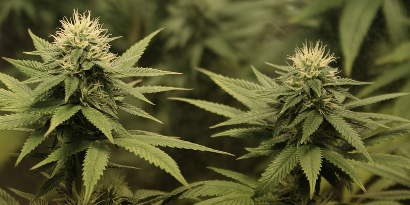 why some strains appetite suppressants plants Skinny Weed: What Is It & How Does It Work?