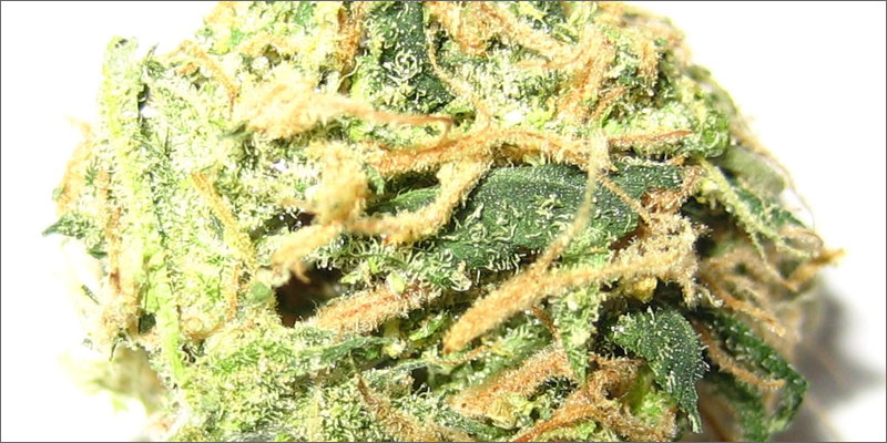 10 cannabis diabetes bud Does Cannabis Help With Diabetes Treatment?