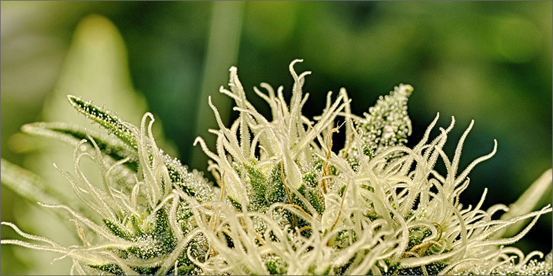 2 cannabis treats anxiety bud Heres How Cannabis Affects Mental Health