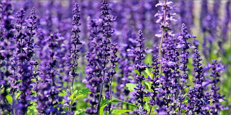 2 medicinal herbs with cannabis lavender 7 Medicinal Herbs To Pair With Cannabis