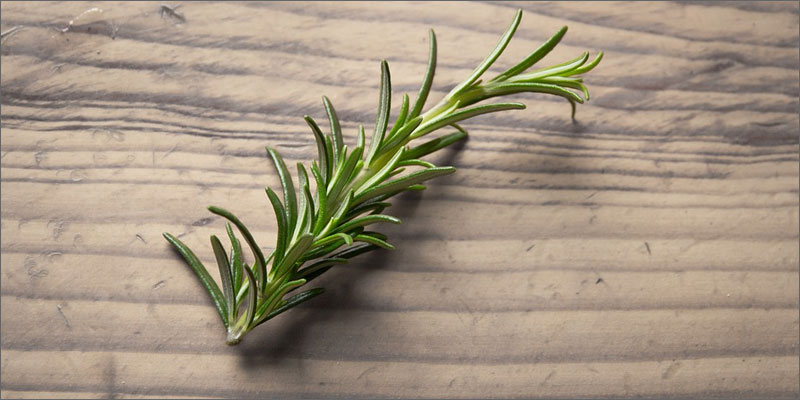 3 medicinal herbs with cannabis rosemary 7 Medicinal Herbs To Pair With Cannabis