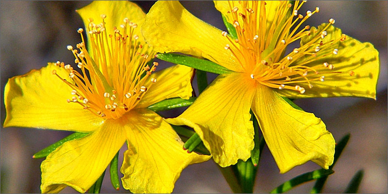 4 medicinal herbs with cannabis 7 Medicinal Herbs To Pair With Cannabis