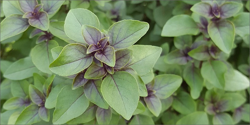 5 medicinal herbs with cannabis 7 Medicinal Herbs To Pair With Cannabis