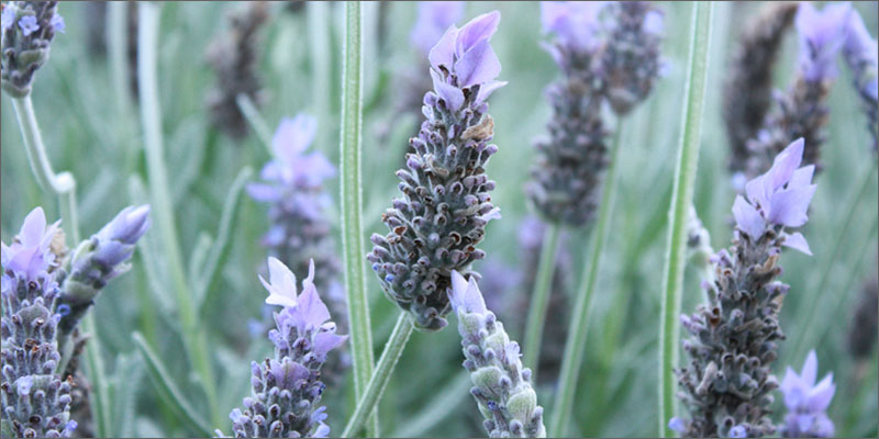 6 cannabis treats anxiety flowers Heres How Cannabis Affects Mental Health