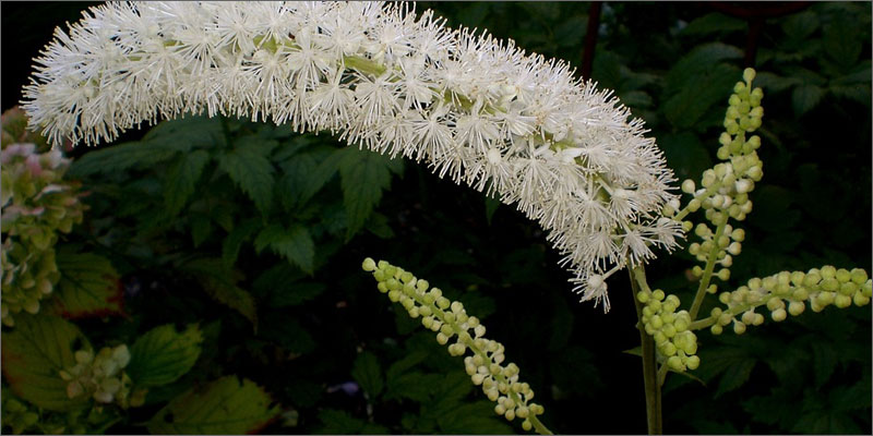 6 medicinal herbs with cannabis 7 Medicinal Herbs To Pair With Cannabis