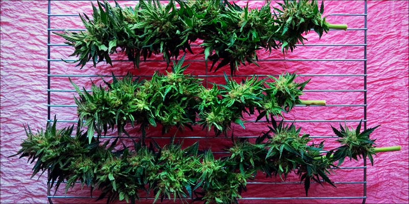 Autoimmune Disease 4 Autoimmune Diseases: How Does Cannabis Help?