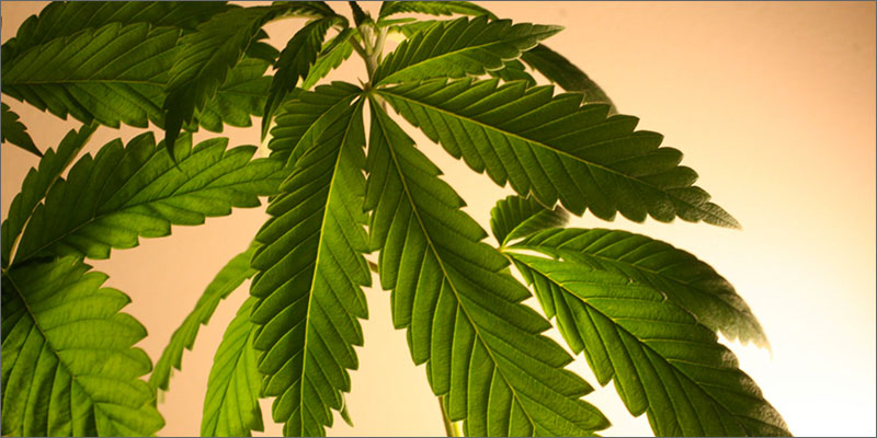 1 4 Is CBD Legal?