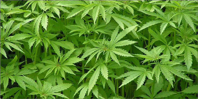 10incredble benefits hemp oil 10 Incredible Benefits Of Hemp Oil
