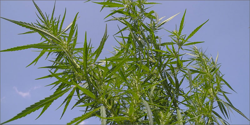 4 2 Is CBD Legal?