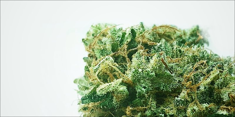 ACDC 1 Strain Of The Day: ACDC