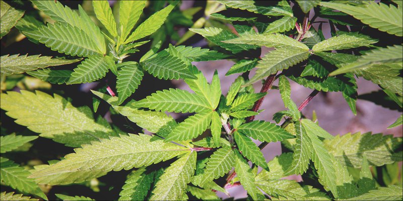 Crohns Disease 1 Will Cannabis Help Send Crohns Disease Into Remission?