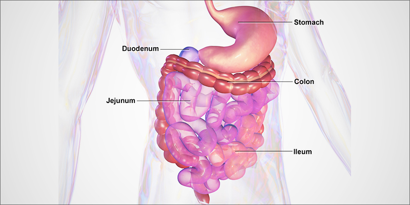 Cannabis For IBS 1 Is Cannabis The Perfect Treatment For Irritable Bowel Syndrome?