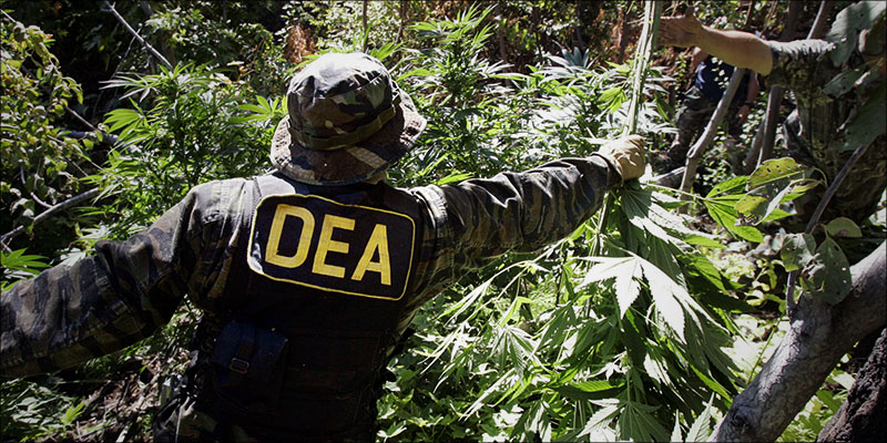 Cannabis Industry Responds 1 photo Cannabis Industry Responds 1 Cannabis Industry Responds To DEAs New Drug Code For CBD Extract