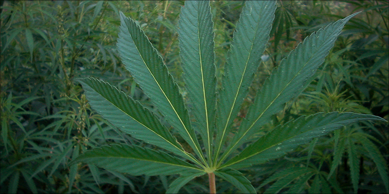Cannabis Is It 4 photo Cannabis Is It 4 Should We Think Of Cannabis As A Drug, Or A Missing Nutrient?
