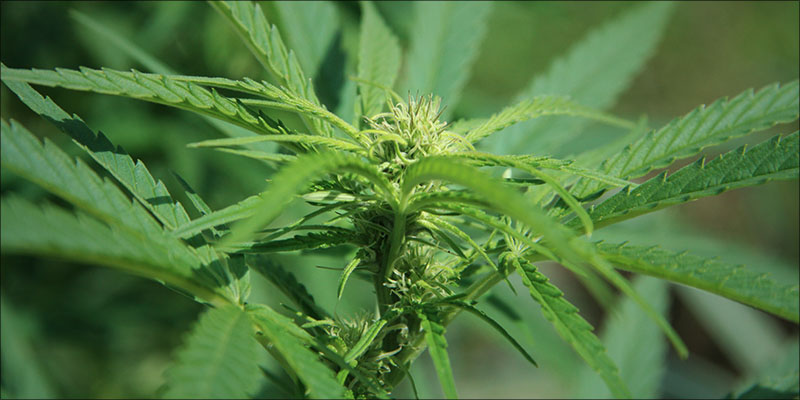 Is Cannabis The 8 1 Prostate Cancer: The Evidence For Medical Cannabis