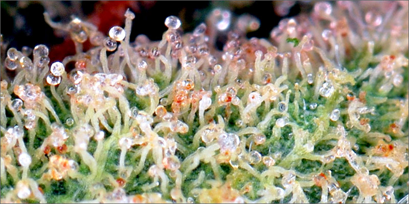 thc 9 Frequently Asked Questions About CBD