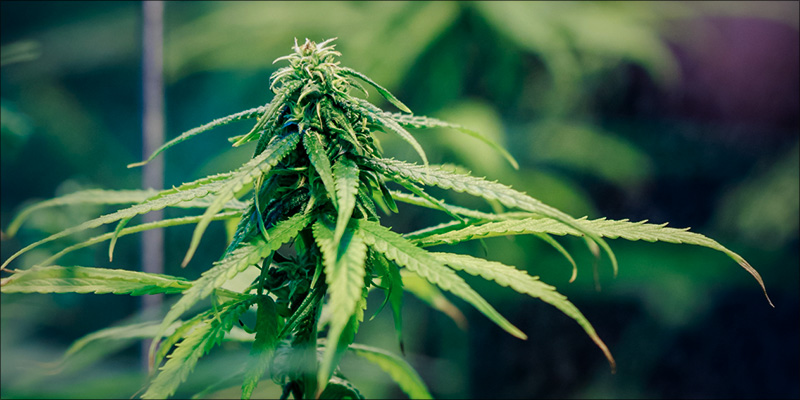 Cannabis Muscular Dystrophy 2 How Does Cannabis Help Treat Nausea?