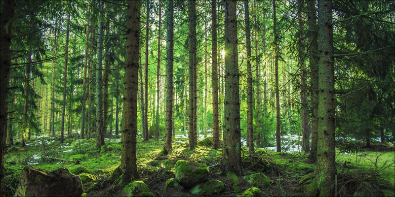 pinene 1 photo pinene 1 Pinene: The Powerful Terpene That Combats Paranoia And Asthma