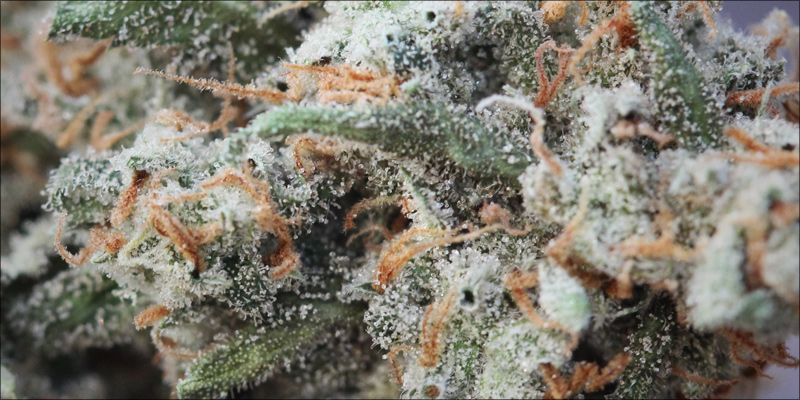 pinene 3 photo pinene 3 Pinene: The Powerful Terpene That Combats Paranoia And Asthma