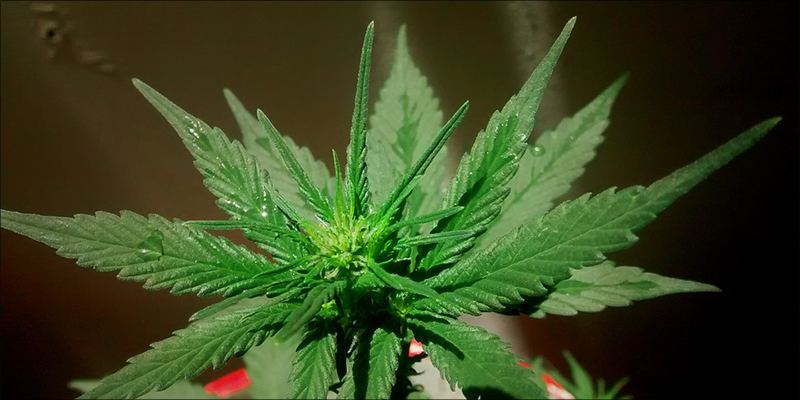 6 Quickest Ways 1 Detox: 6 Quickest Ways To Get THC Out Of Your System