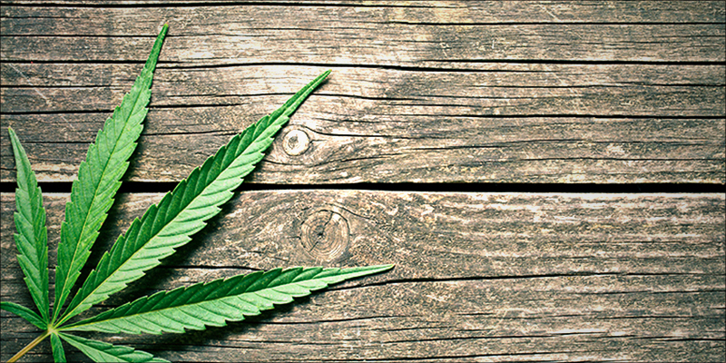 DEA Slapped In 2 American Epilepsy Society Just Confirmed CBD Stops Epileptic Seizures