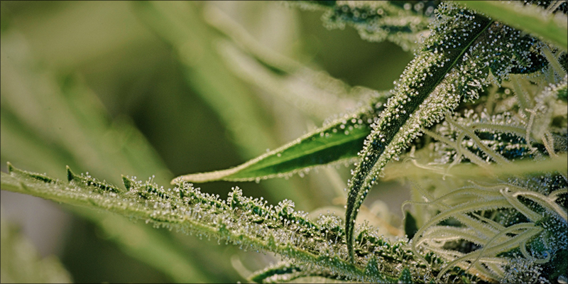 Does Weed Cure 1 Does Cannabis Cure Cancer?