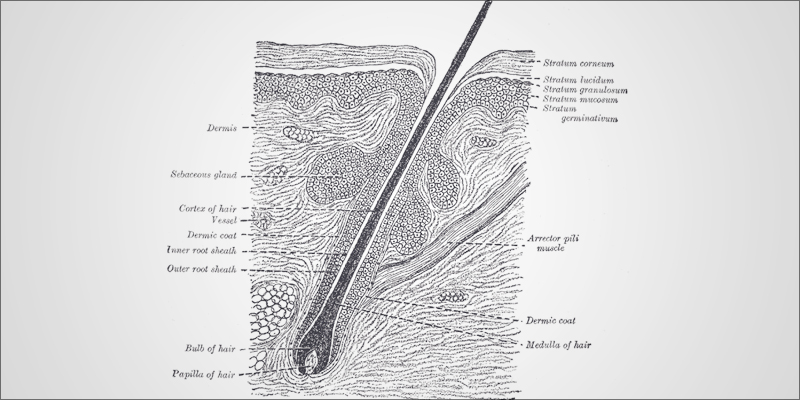 Hair Follicle Test 1 photo Hair Follicle Test 1 Are Hair Follicle Tests Accurate For Detecting Cannabis Consumption?