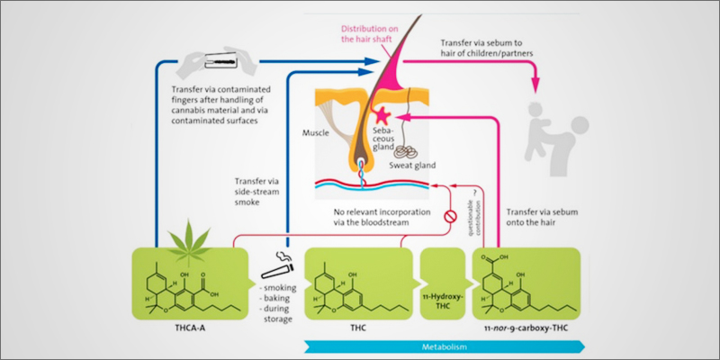 Hair Follicle Test 2 photo Hair Follicle Test 2 Are Hair Follicle Tests Accurate For Detecting Cannabis Consumption?
