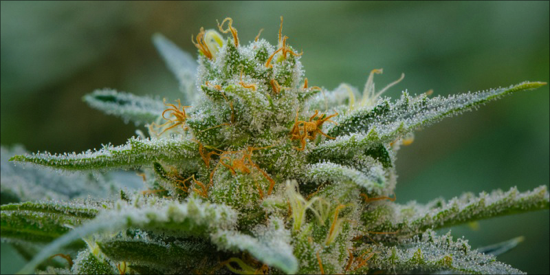 10 Strongest Indica Strains