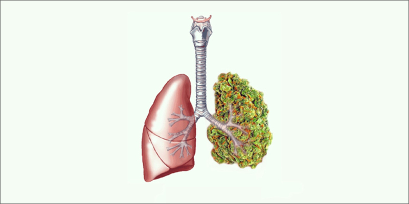 lungs How To Smoke Weed and Keep Your Lungs Healthy