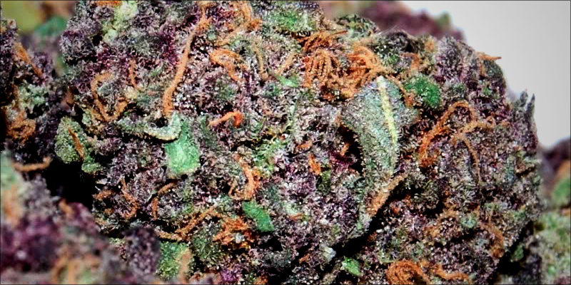 15 Must Read 12 15 Must Read Cannabis Books
