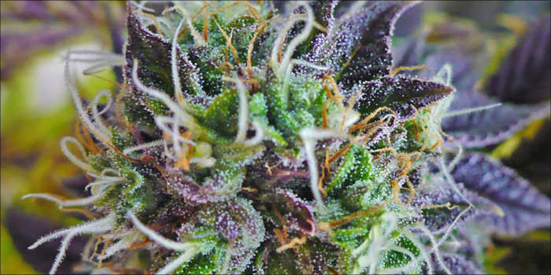 15 Must Read 15 15 Must Read Cannabis Books